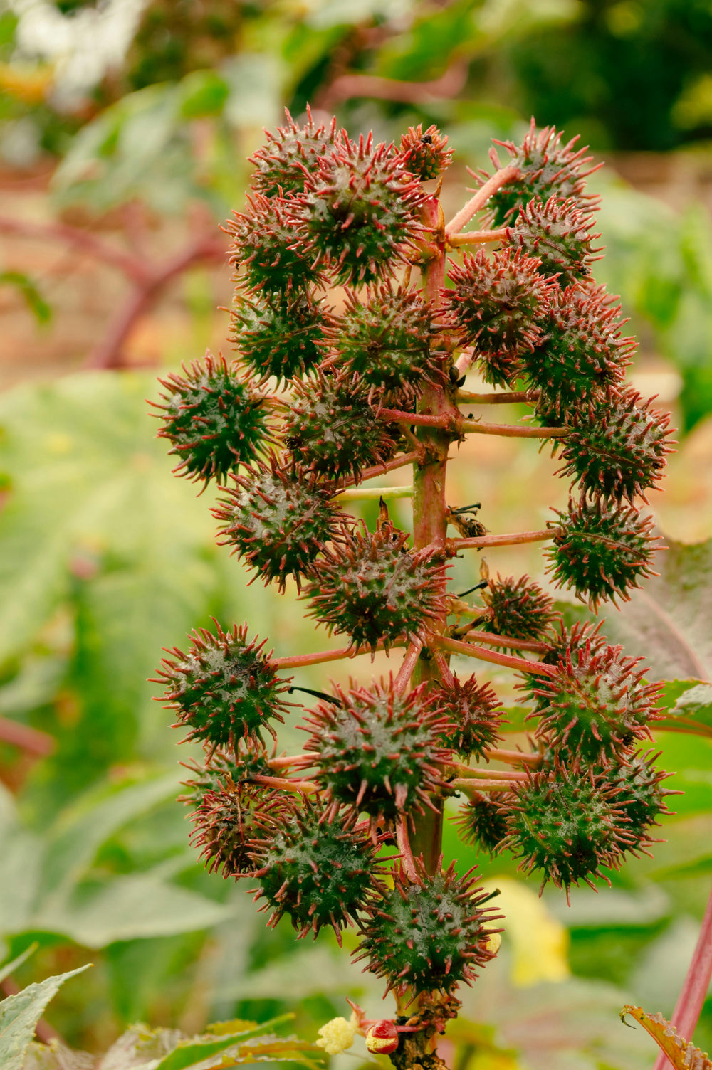 Photo by Godfrey Claud: https://www.pexels.com/photo/close-up-of-a-plant-10607650/