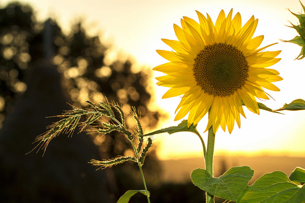 Photo by Pixabay: https://www.pexels.com/photo/sunflower-during-sunset-33044/